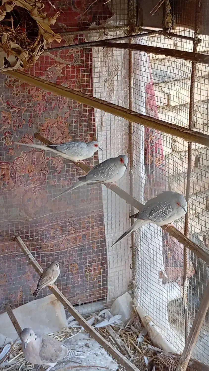 چینی. جالق|ظروف سرو و پذیرایی|جالق, |دیوار