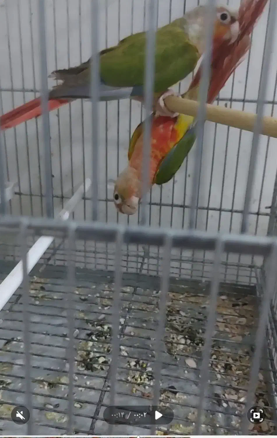 فروش دو عدد گرینچیک و دوعدد عروس|پرنده|بهبهان, |دیوار