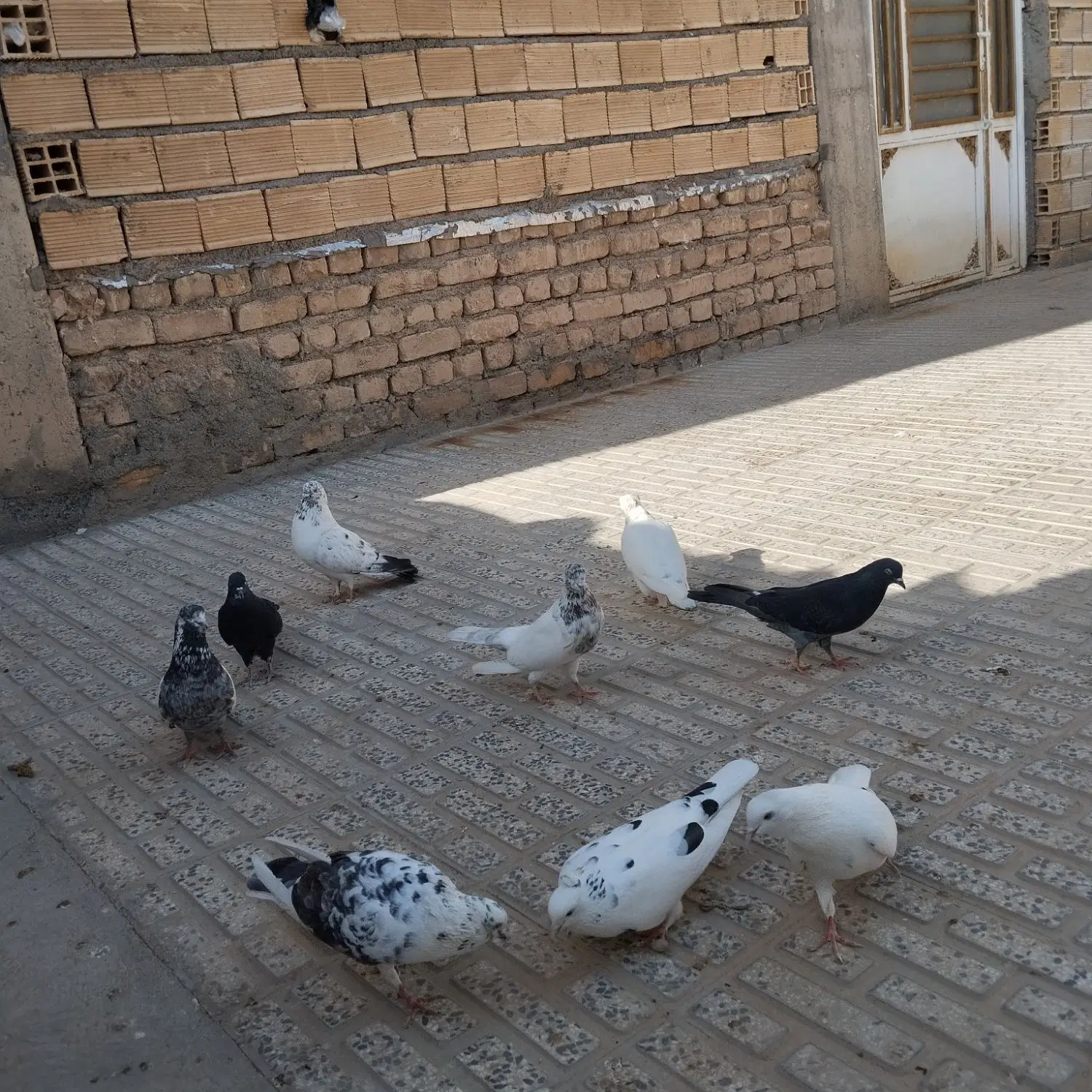 کبوتر|پرنده|معصومیه, |دیوار