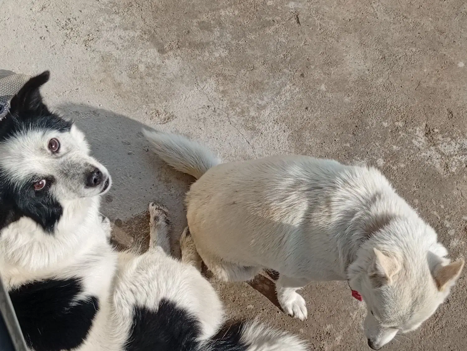 سگ پاکوتاه|سگ|بستان آباد, |دیوار