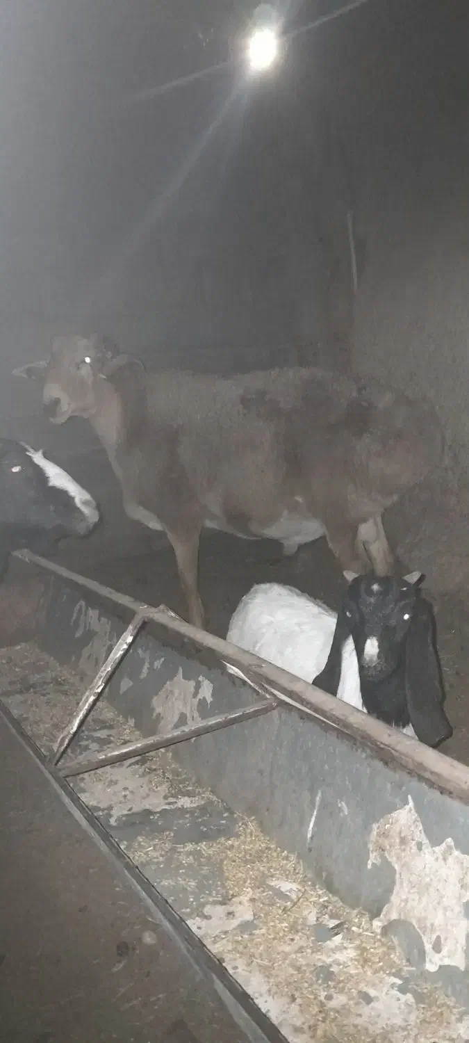 قوچ چینی درجه یک چاق|حیوانات مزرعه|زیرکوه, |دیوار