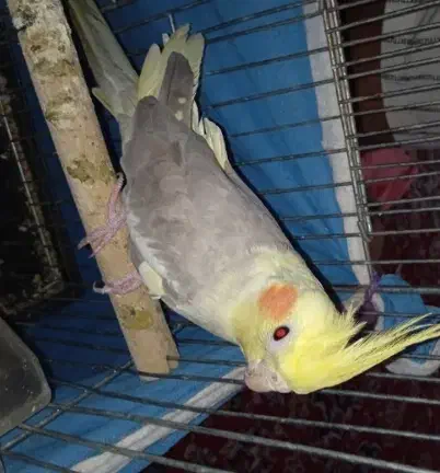 یک جفت عروس هلندی سخنگو|پرنده|بندر گناوه, |دیوار