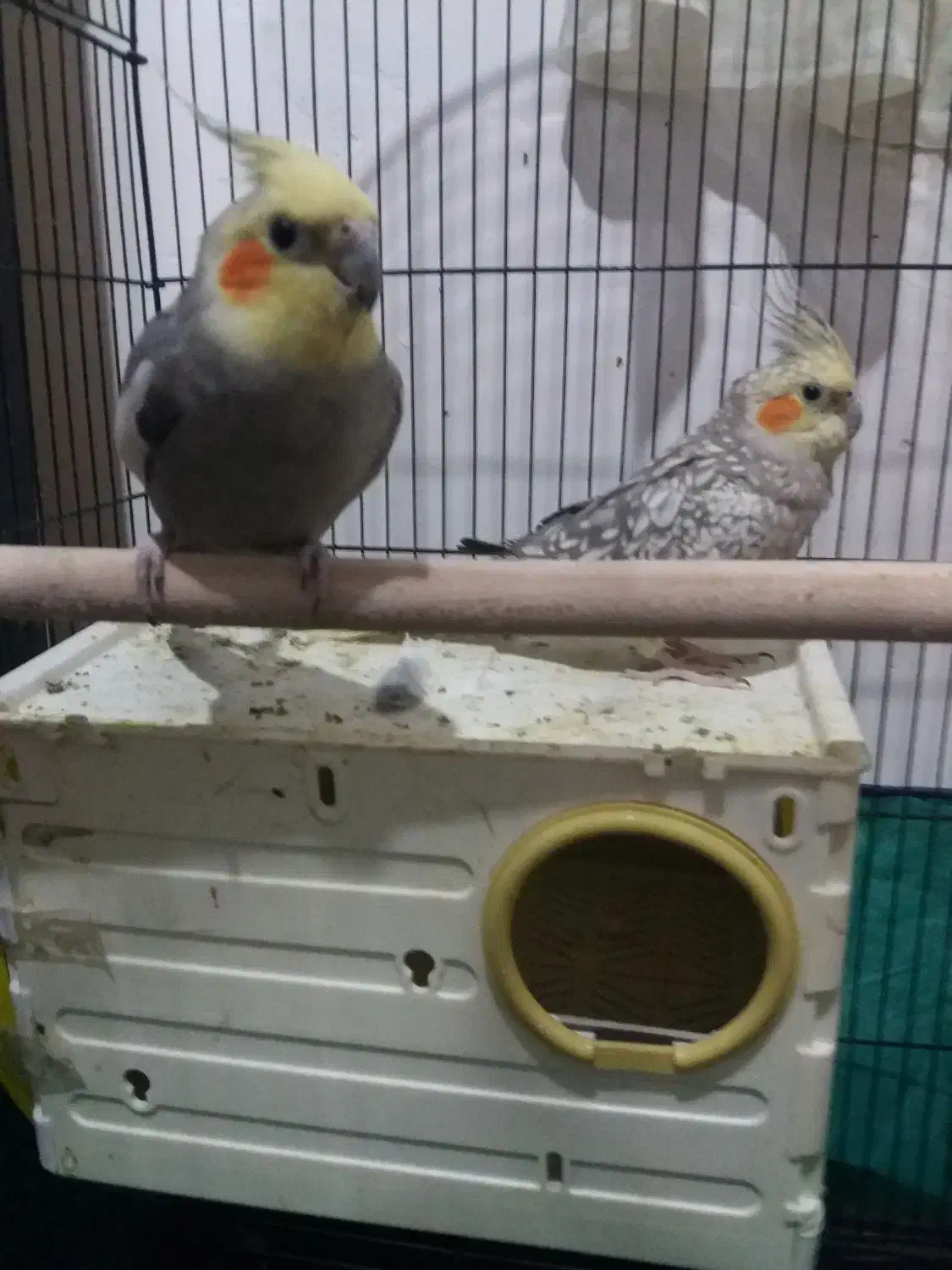 عروس هلندی نرو ماده|پرنده|کنگاور, |دیوار