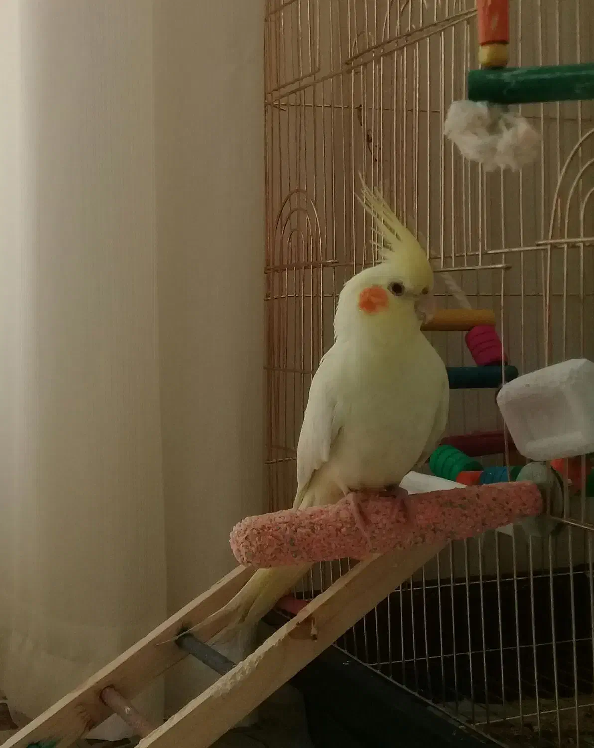 گم شده مژدگانی ۴ میلیون|حیوانات|شیروان (خراسان), |دیوار