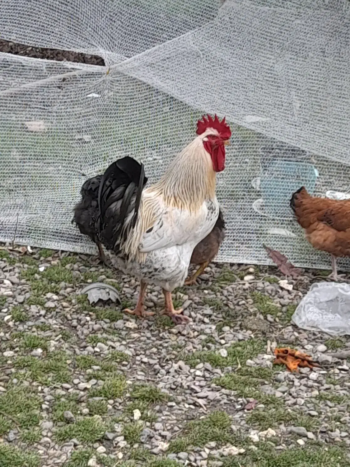 خروس محلی|حیوانات مزرعه|رشت, کوی فکوری|دیوار