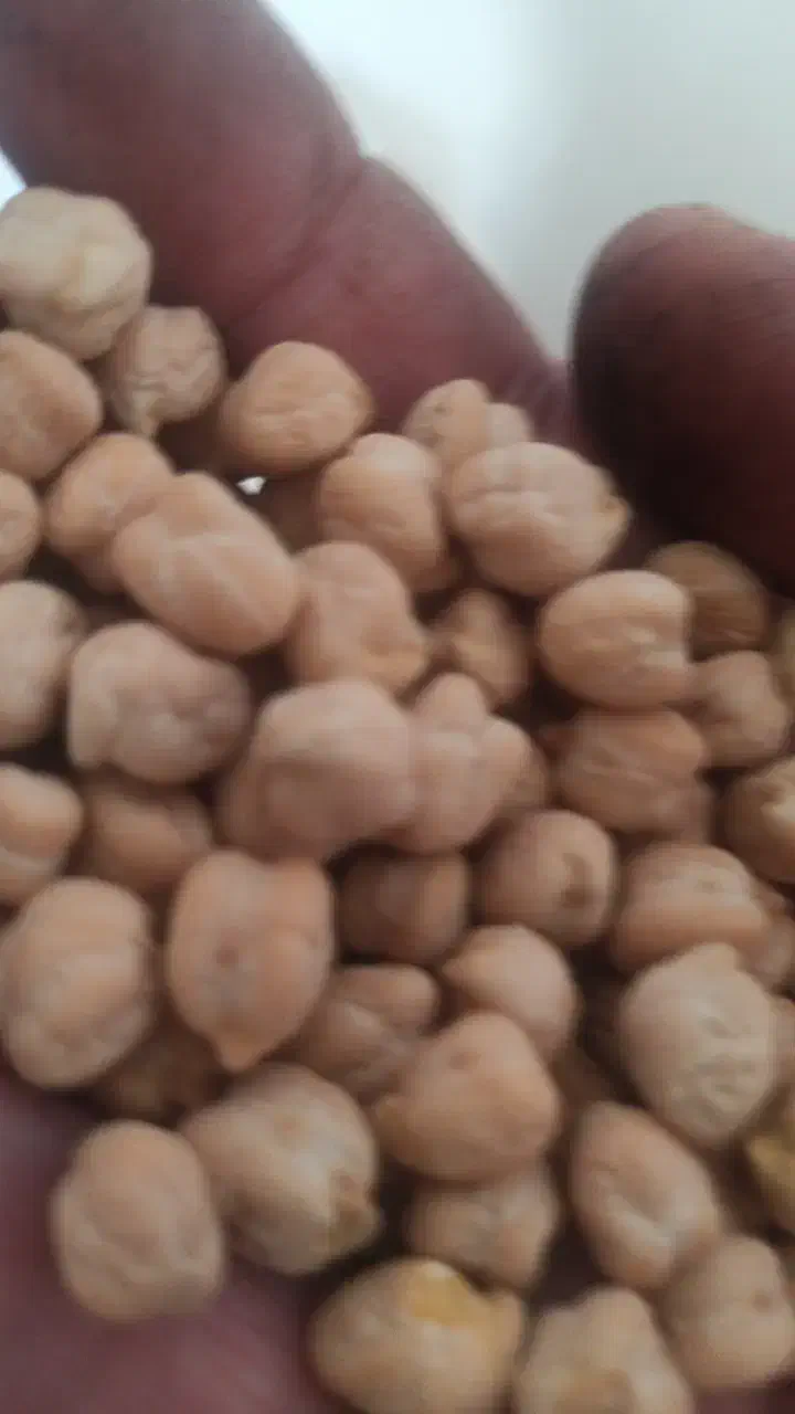 نخود خریدارم ( نقدی)|فعالیت داوطلبانه|دهگلان, |دیوار