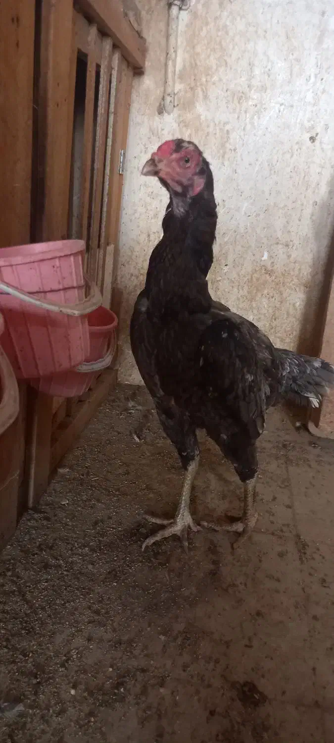 تخم مرغ لاری|حیوانات مزرعه|سبزوار, شهرک ابوذر|دیوار