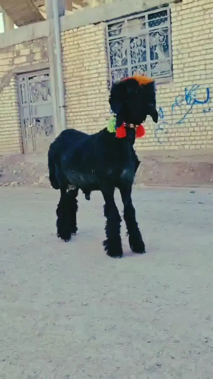 بره میش قوچ بز بیگ|حیوانات مزرعه|کوهرنگ, |دیوار