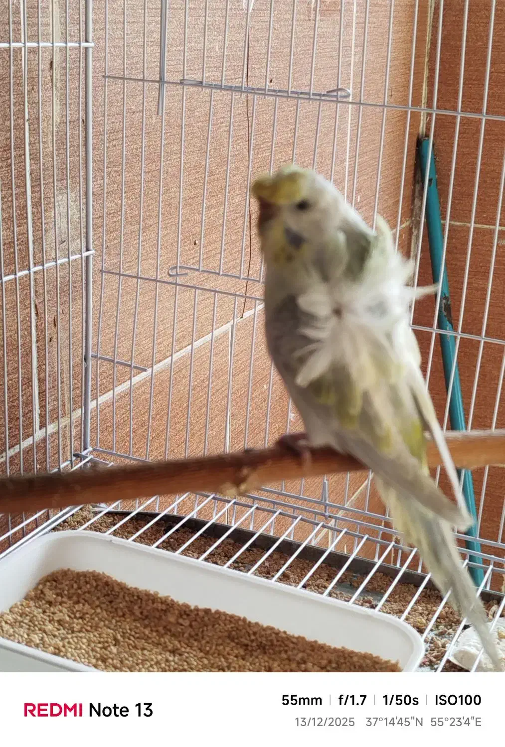 مرغ عشق پروانه ای ماده|پرنده|مینودشت, |دیوار