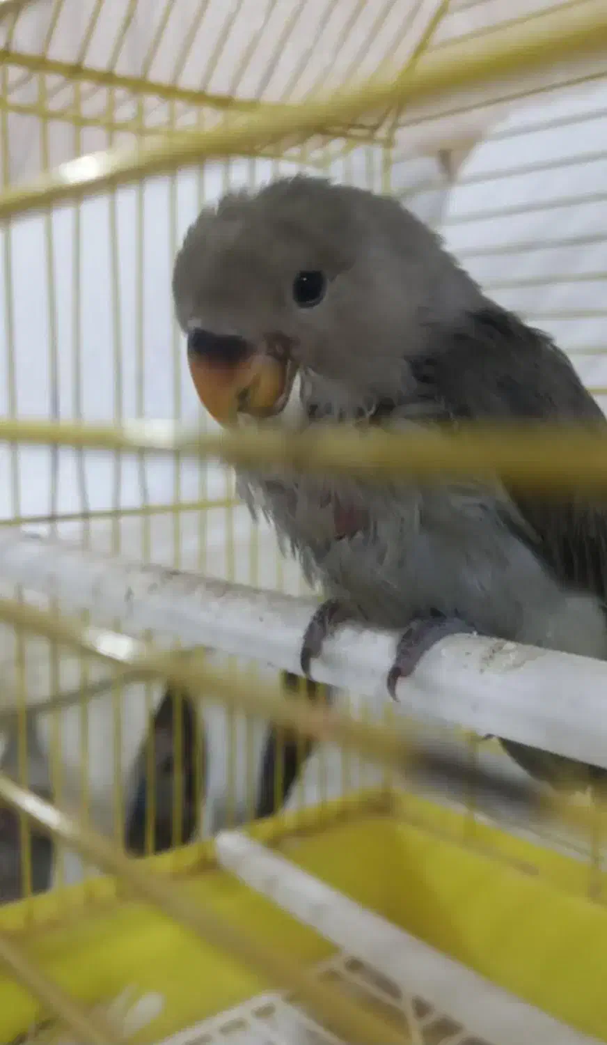 جوجه طوطی برزیلی|پرنده|اصفهان, فجر|دیوار