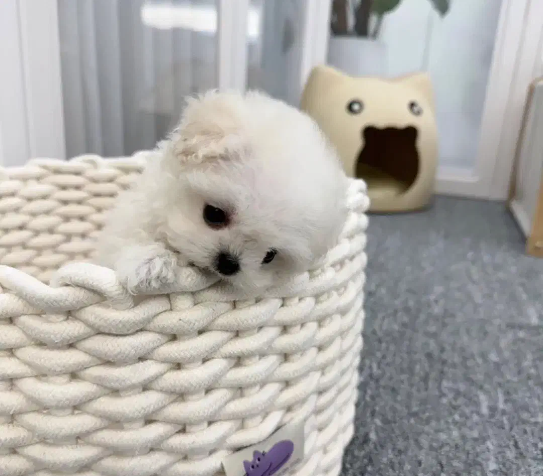 مالتیپو عروسکی|سگ|تهران, سردارجنگل|دیوار