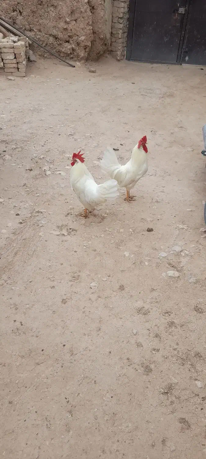 خروس سفیدفروشی|پرنده|آبگرم, |دیوار