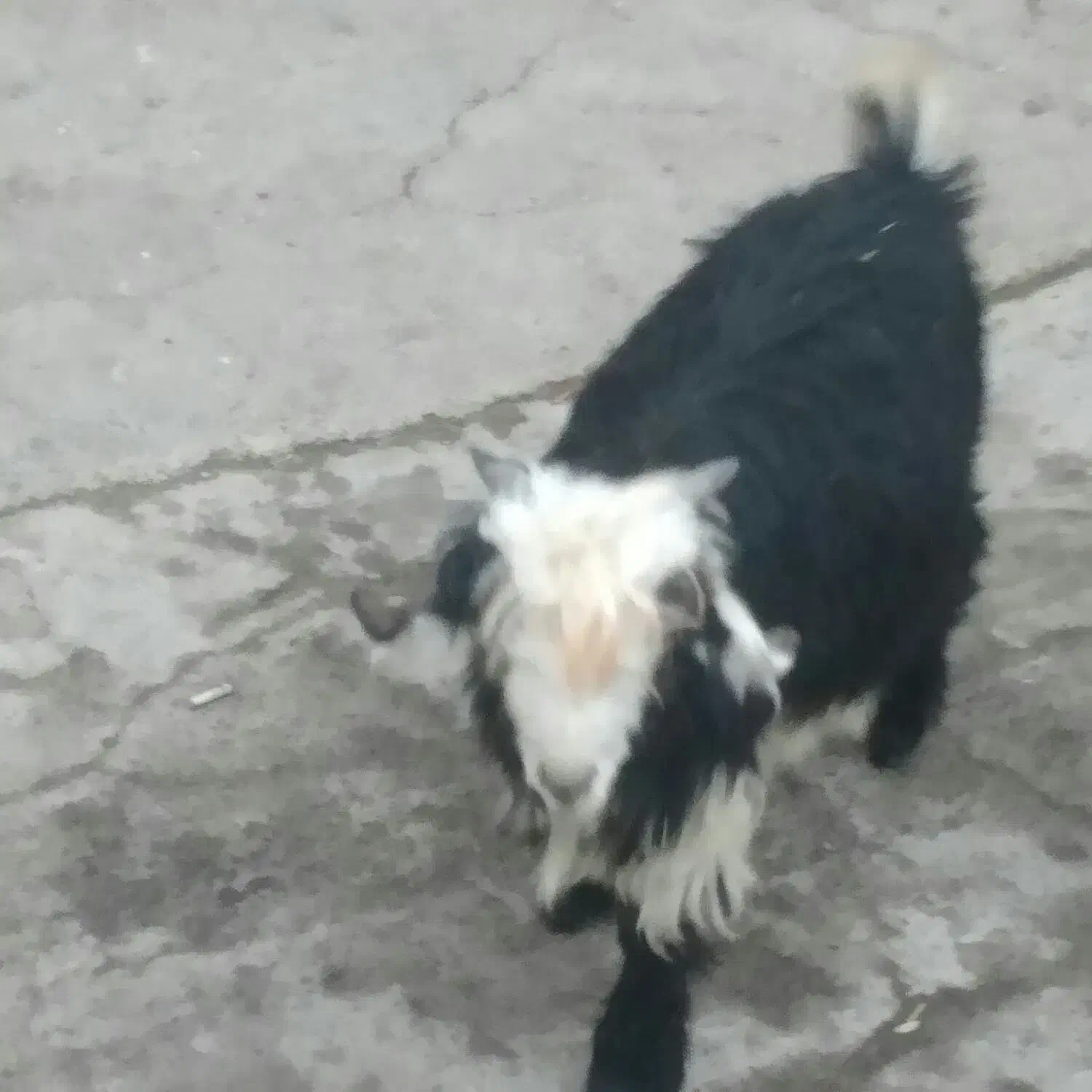 بزقاله نر|حیوانات مزرعه|شهرکرد, |دیوار