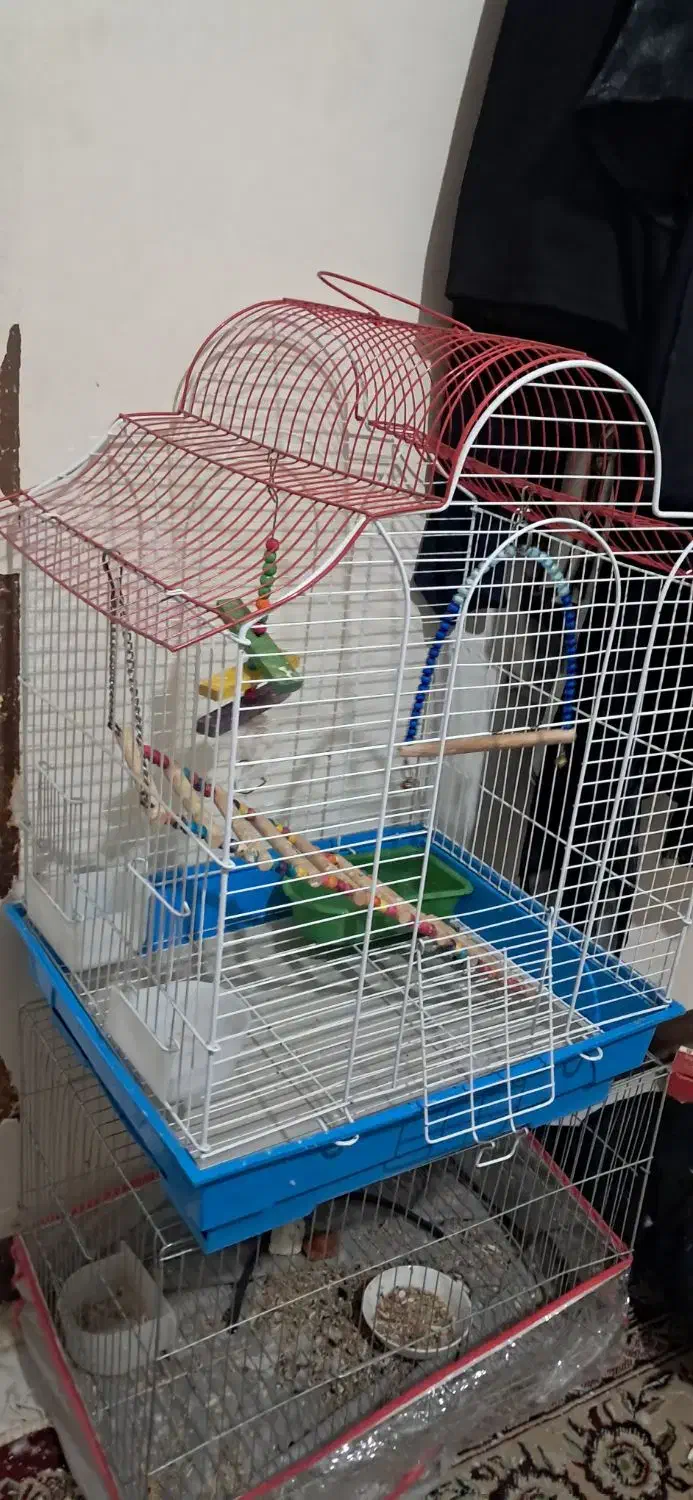 قفس|لوازم جانبی حیوانات|شیراز, شهرک فرهنگیان|دیوار