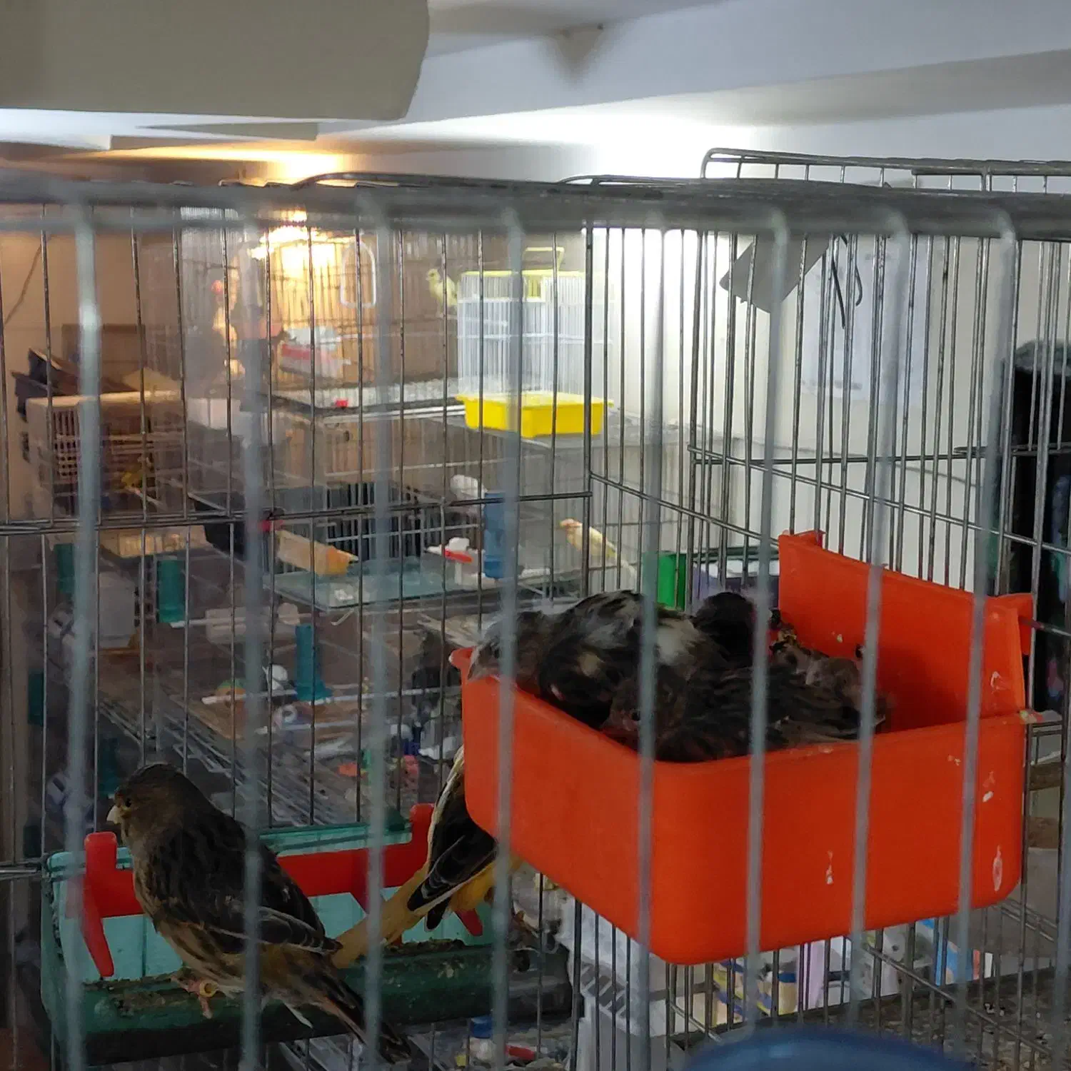 قناری تک و جفت|پرنده|شاهدشهر, |دیوار