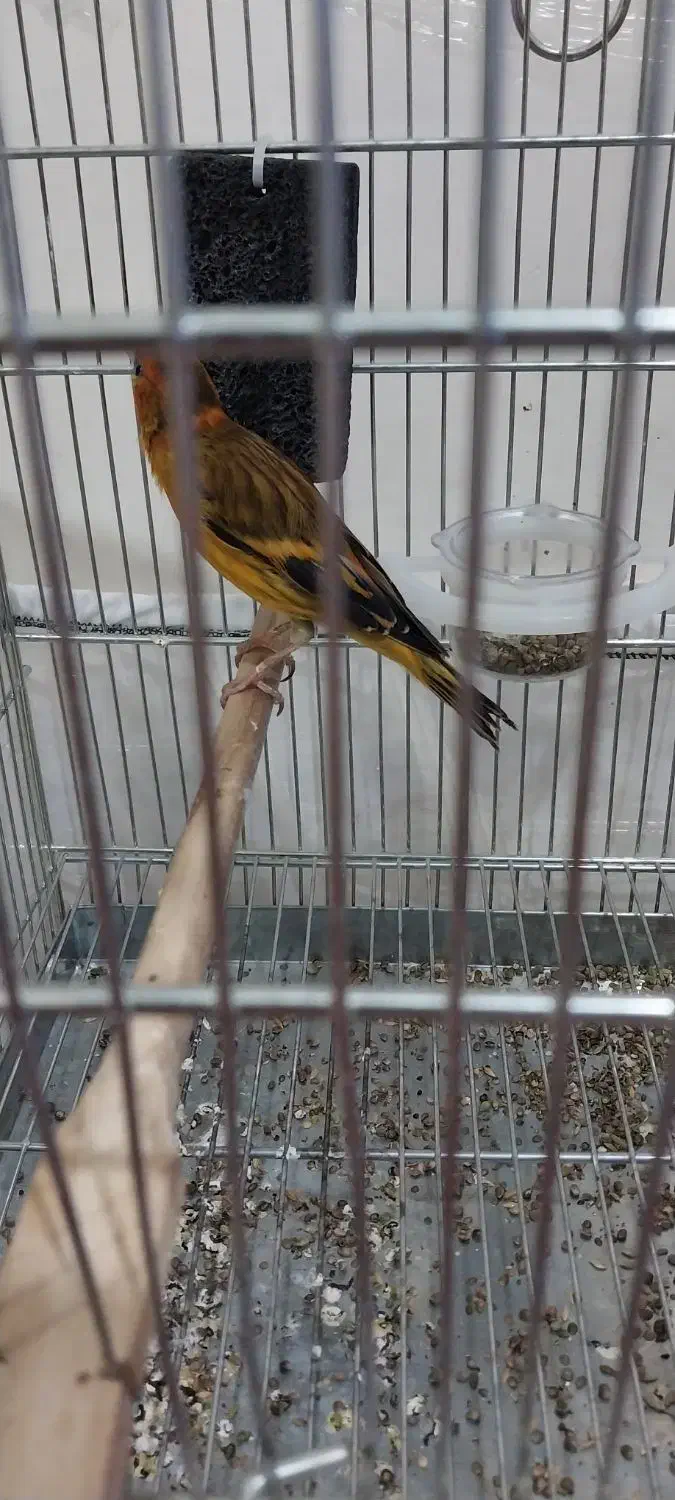 سهره قناری|پرنده|کرج, کمال‌شهر|دیوار