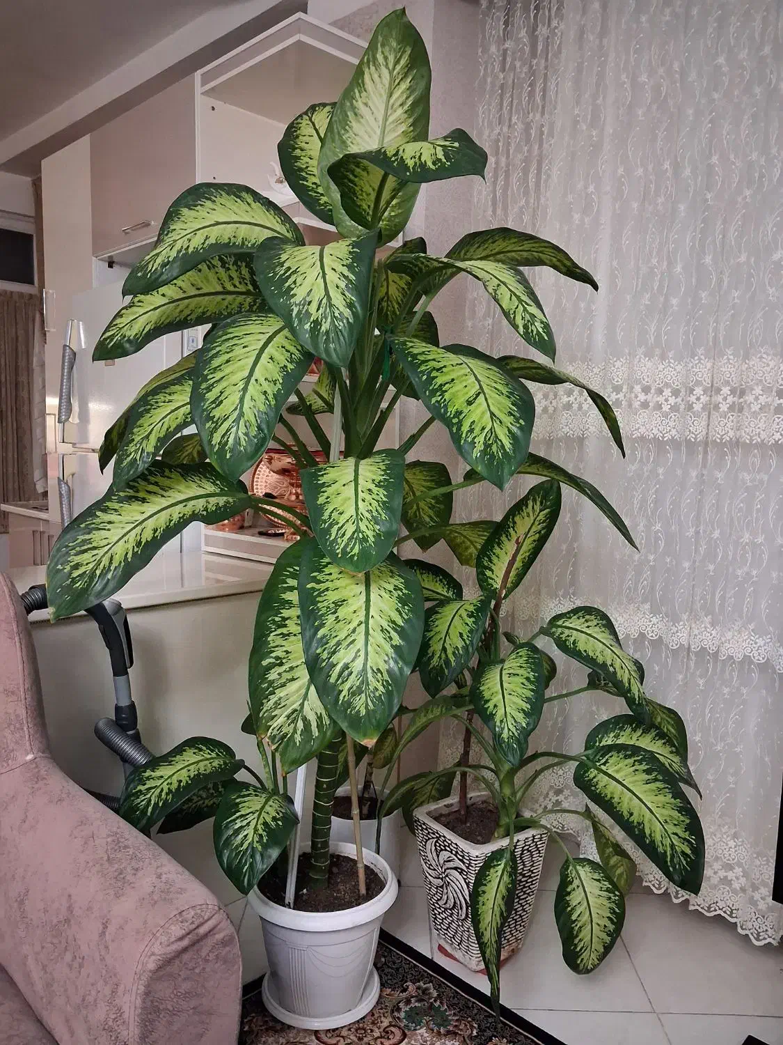 گل طبیعی دیفن|گل و گیاه طبیعی|چهاردانگه (تهران), |دیوار