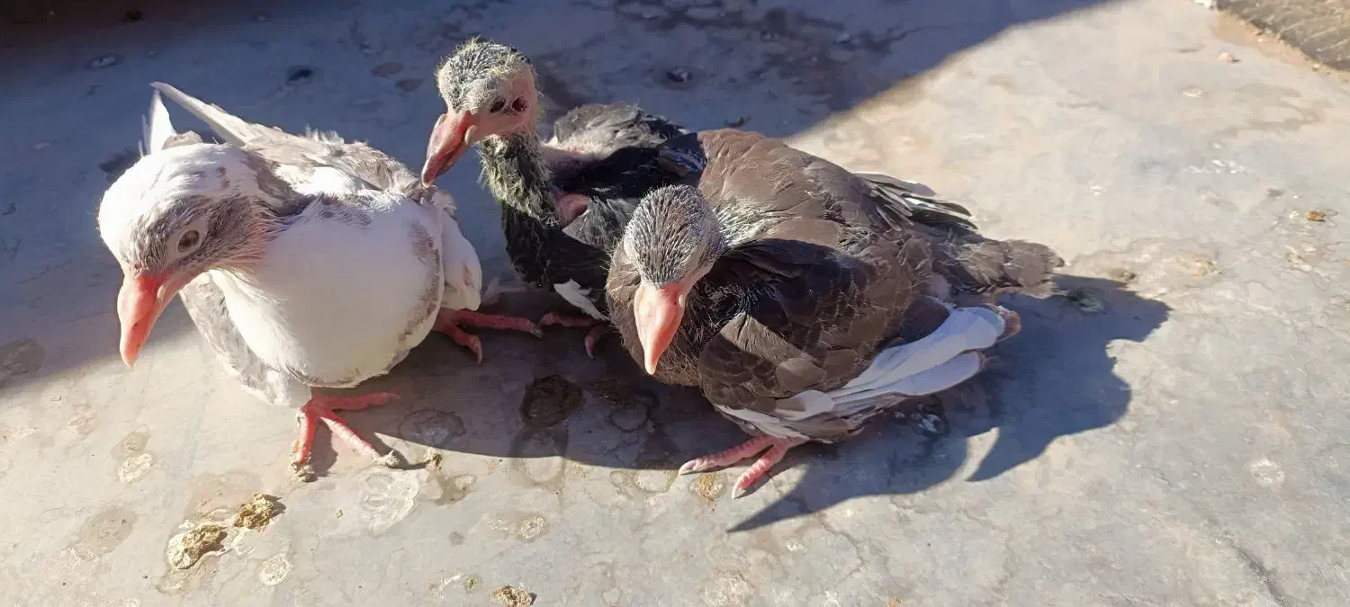 جوجه برا دستی کردن|پرنده|زرند, |دیوار