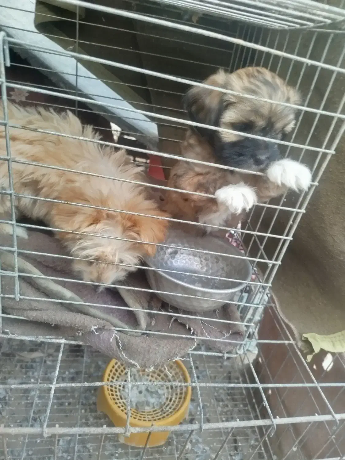 توله|سگ|شوشتر, |دیوار