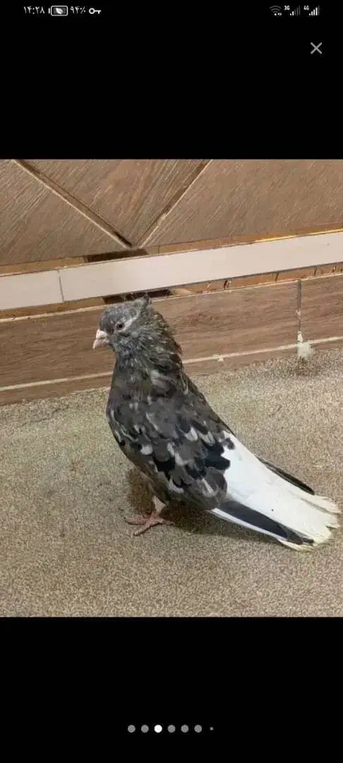 دم سفید در هویزه|پرنده|سوسنگرد, |دیوار