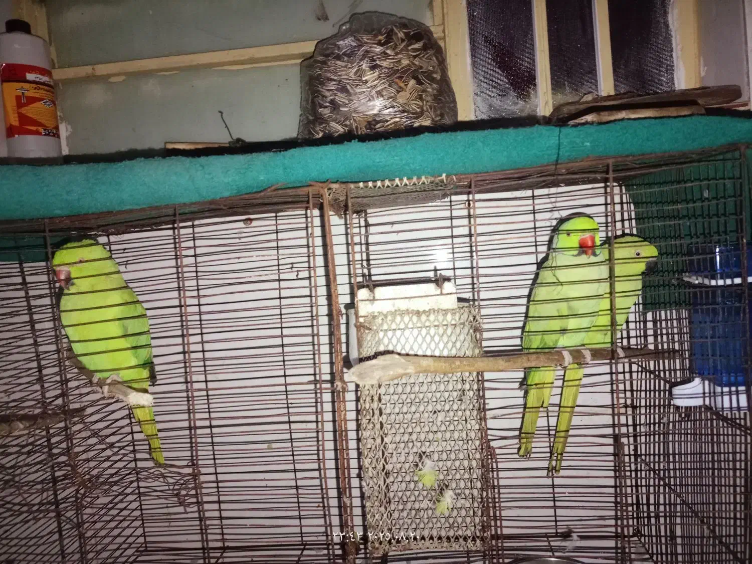 طوطی|پرنده|اهواز, کوی علوی|دیوار