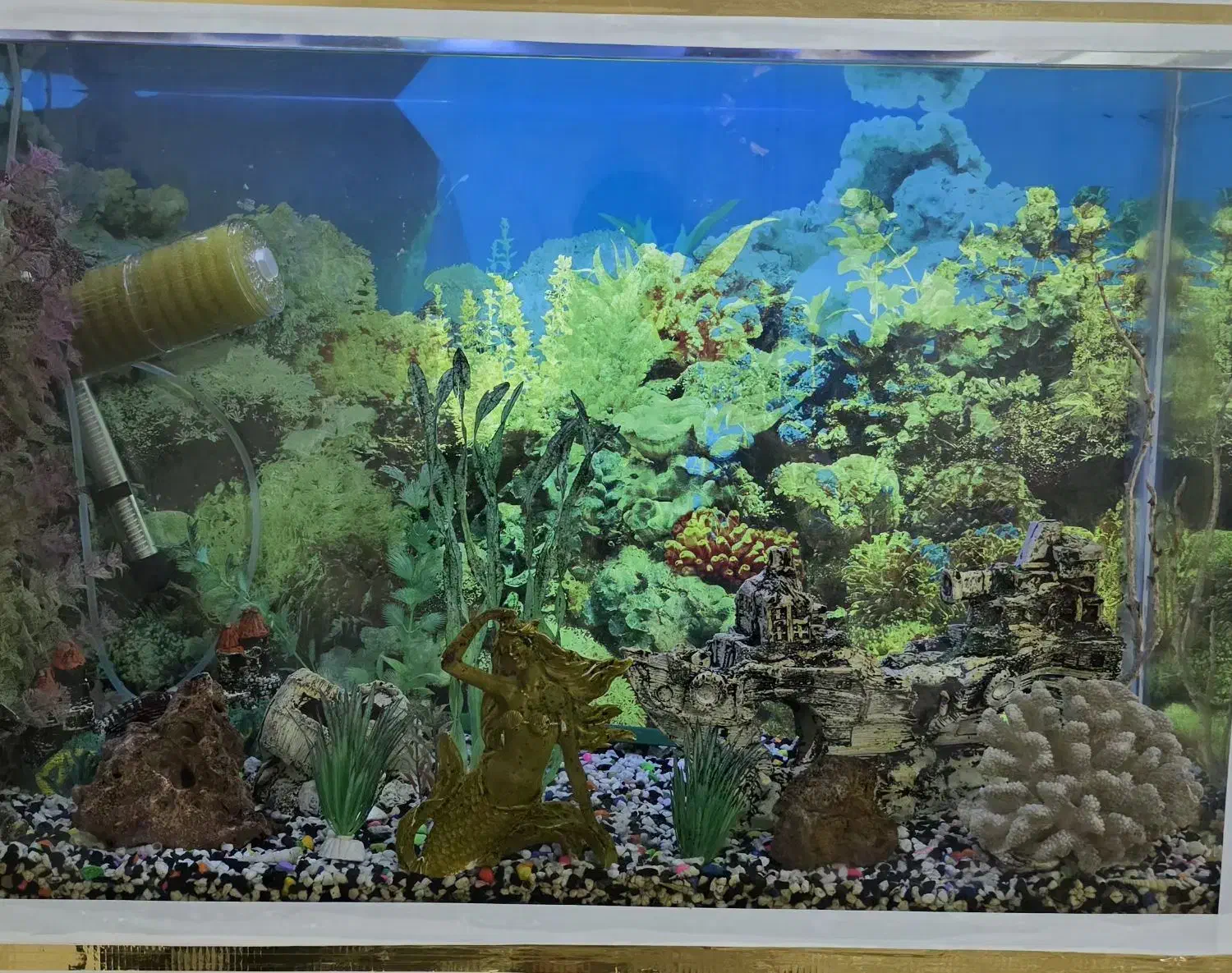 آکواریوم سالم و بزرگ|ماهی|رشت, دیلمان|دیوار