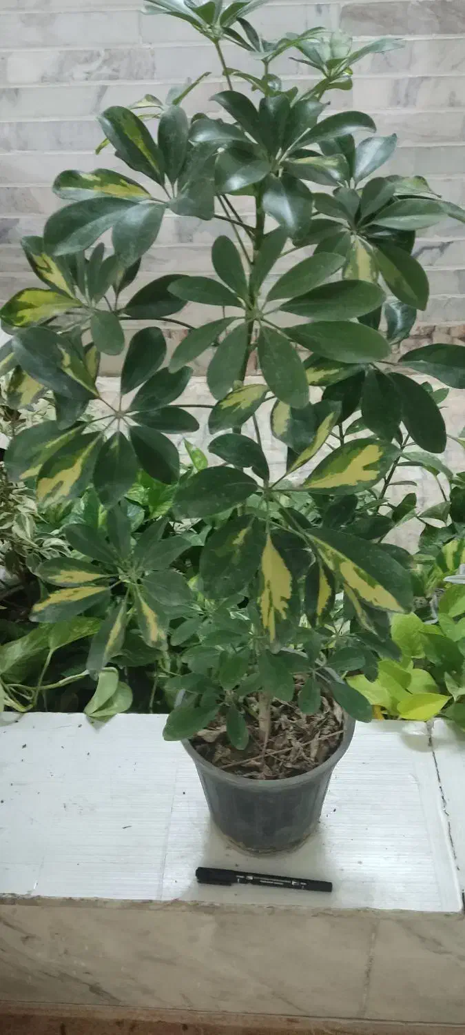 با گلهای زیبا طراوت را به خانه خود هدیه کن|گل و گیاه طبیعی|شاهینشهر, عطار|دیوار