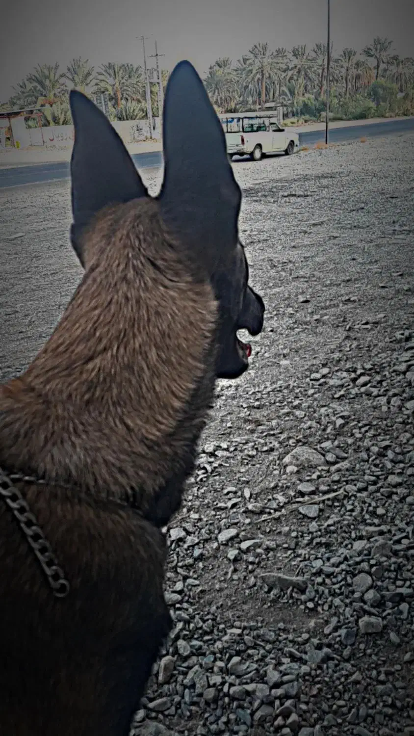 مالینیوز|سگ|جیرفت, |دیوار