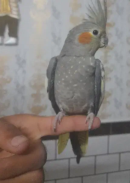 عروس هلندی دستی|پرنده|اندیمشک, |دیوار