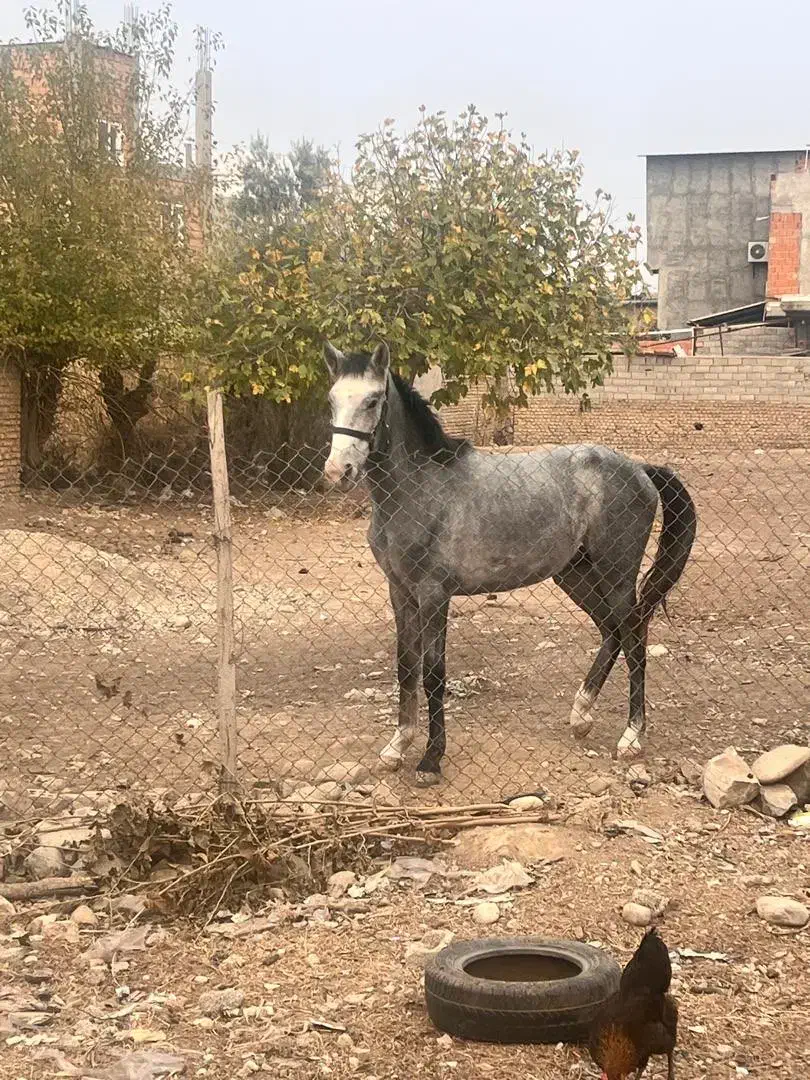 اسب اصیل نریون|اسب و تجهیزات اسبسواری|مینودشت, |دیوار