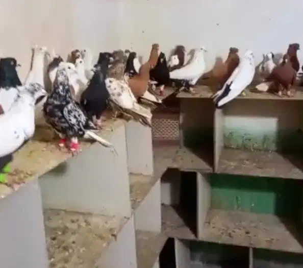 بار جدید ۱۰۰ تا رنگی درجه یک هوایی سفت دوری شرطی|پرنده|دزفول, |دیوار