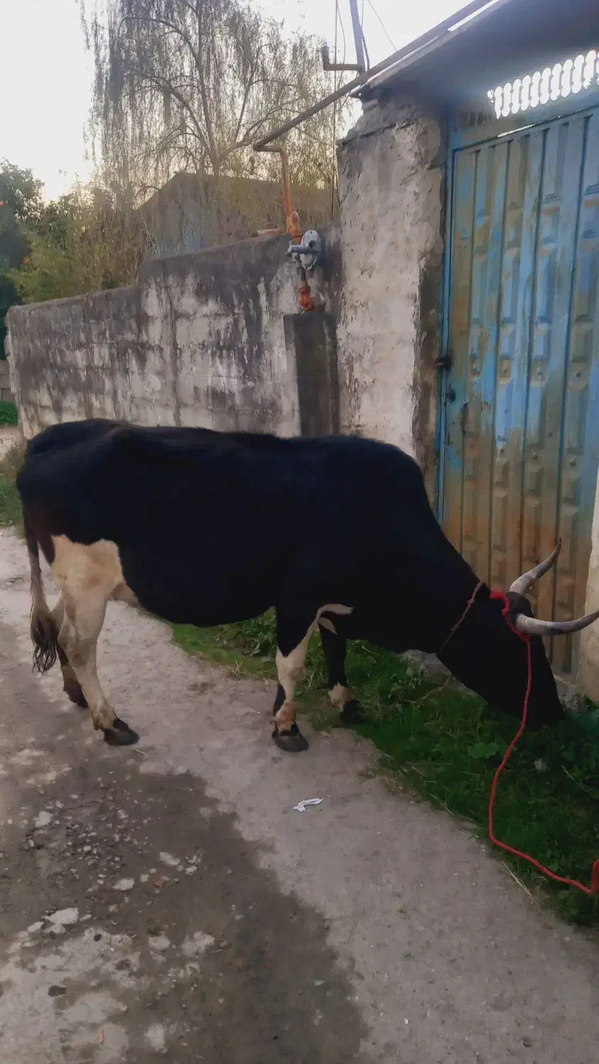 گاو دورگ محلی ۸ماه ابستن|حیوانات مزرعه|شیرگاه, |دیوار