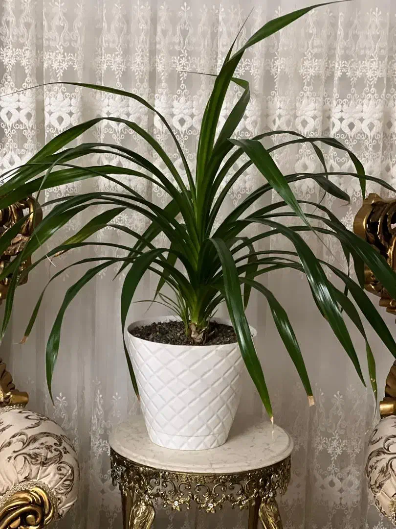 گل خانگی|گل و گیاه طبیعی|آستارا, |دیوار