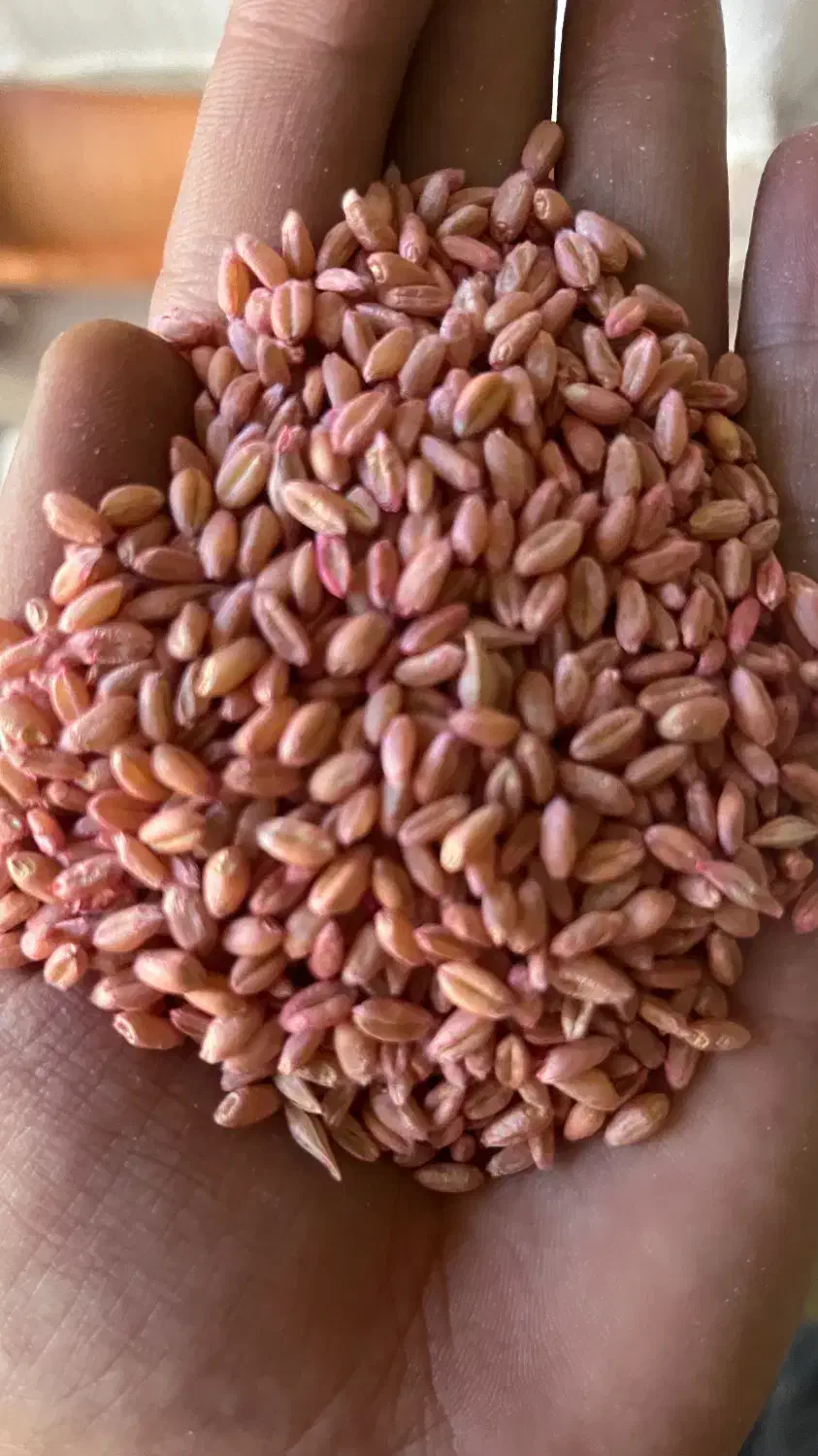 گندم اصلاح شده پیشگام۲۷تومن|خدمات باغبانی و درختکاری|شراء, |دیوار