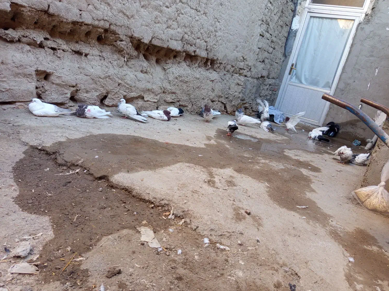 کبوتر مناسب نسل کشی|پرنده|آذرشهر, |دیوار