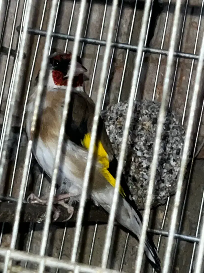 سهره جفتی بشرط|پرنده|اسلام‌شهر, چیچکلو|دیوار