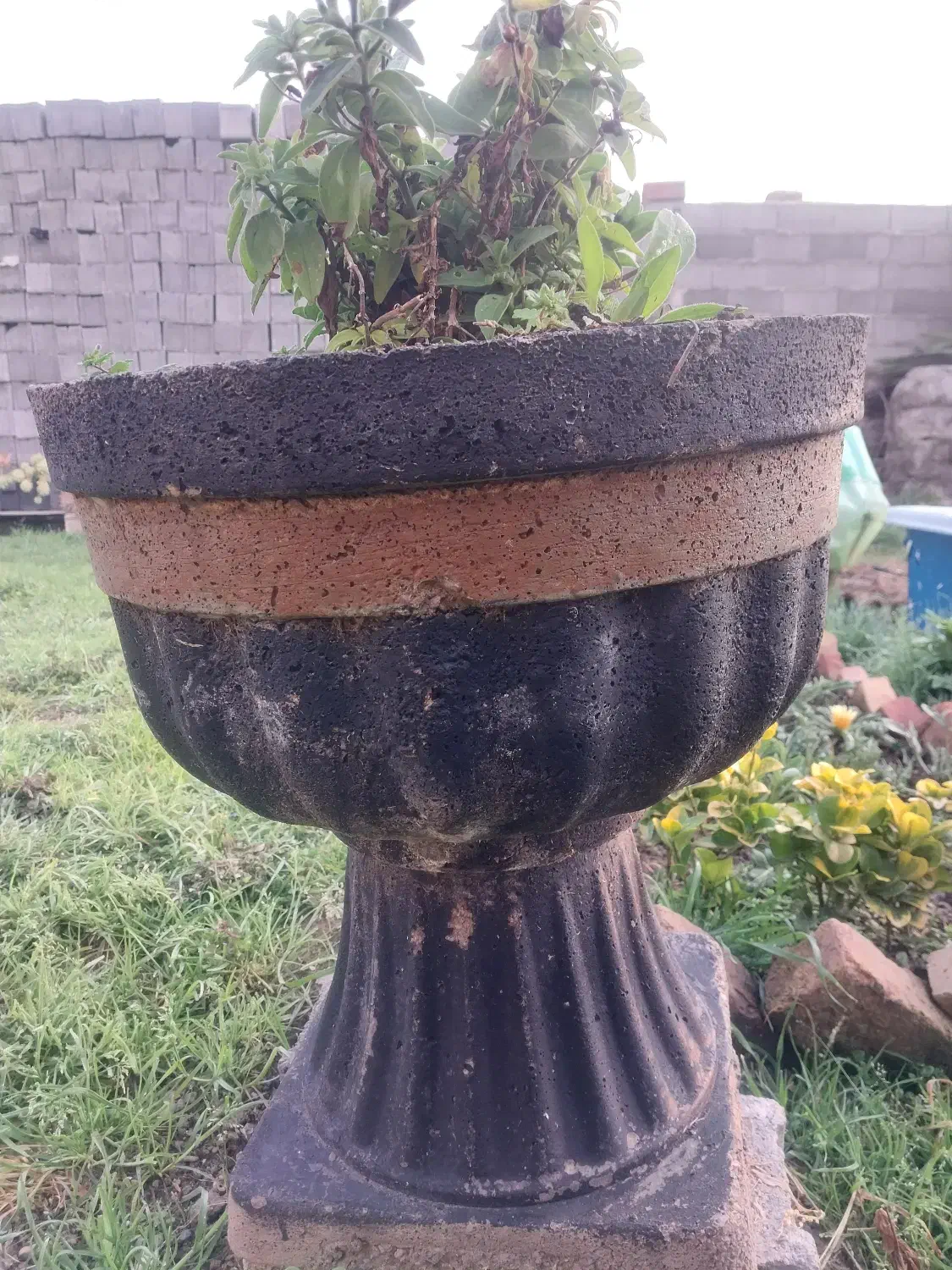 گلدون سیمانی|گل و گیاه طبیعی|ساری, |دیوار