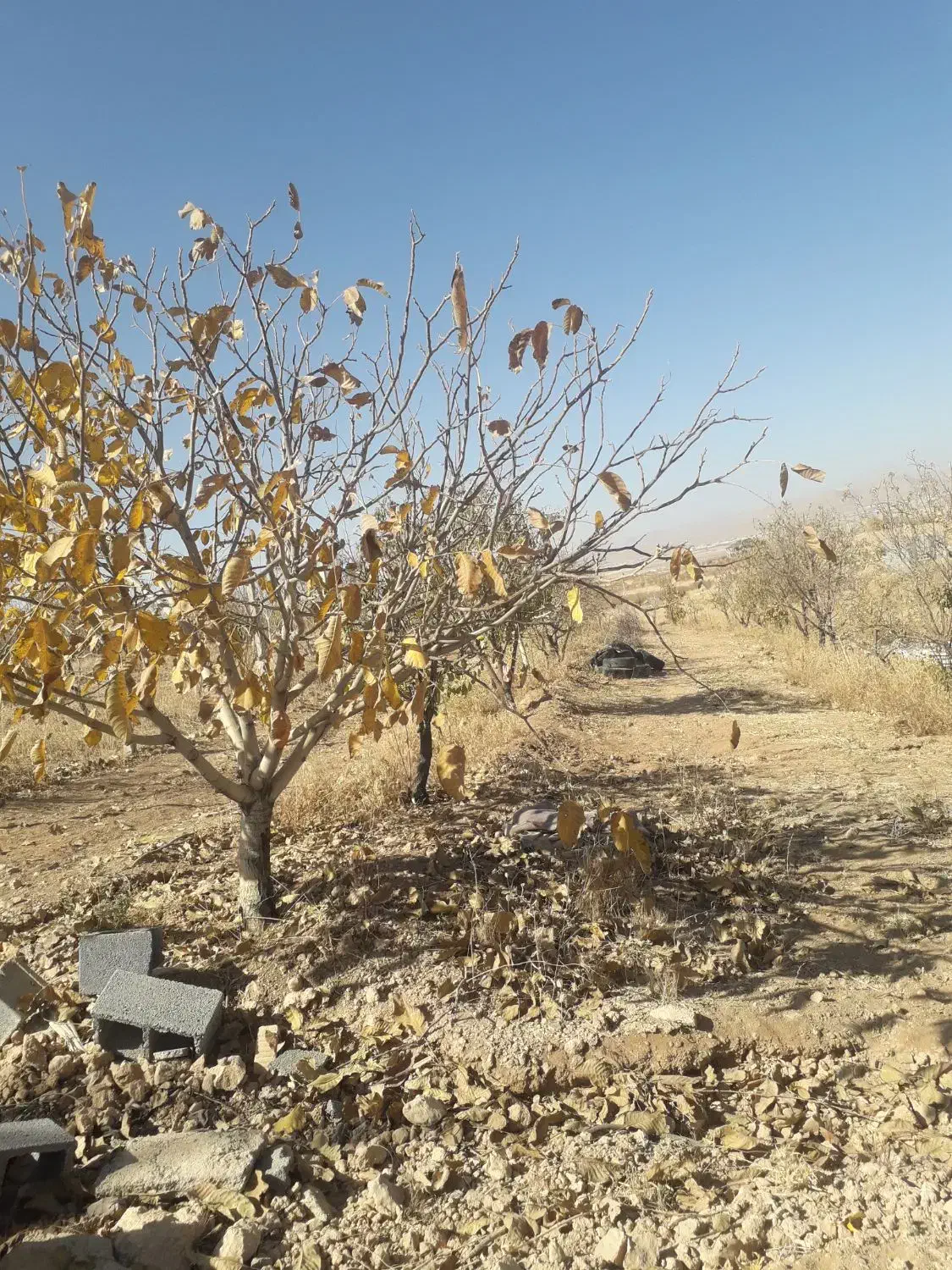 کل زمین ۱۵۰۰متر۱۰دقیقه اب|فروش دفتر صنعتی، کشاورزی، تجاری|خرم بید, |دیوار