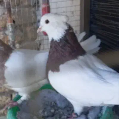 کبوتر طوقی|پرنده|کیار, |دیوار