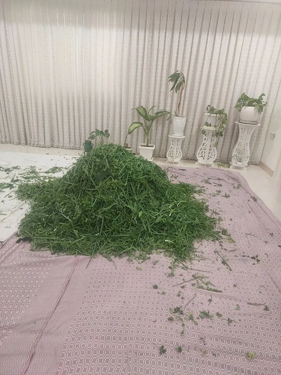 سبزی سرخ شده قرمه سبزی|خوردنی و آشامیدنی|قم, هنرستان|دیوار