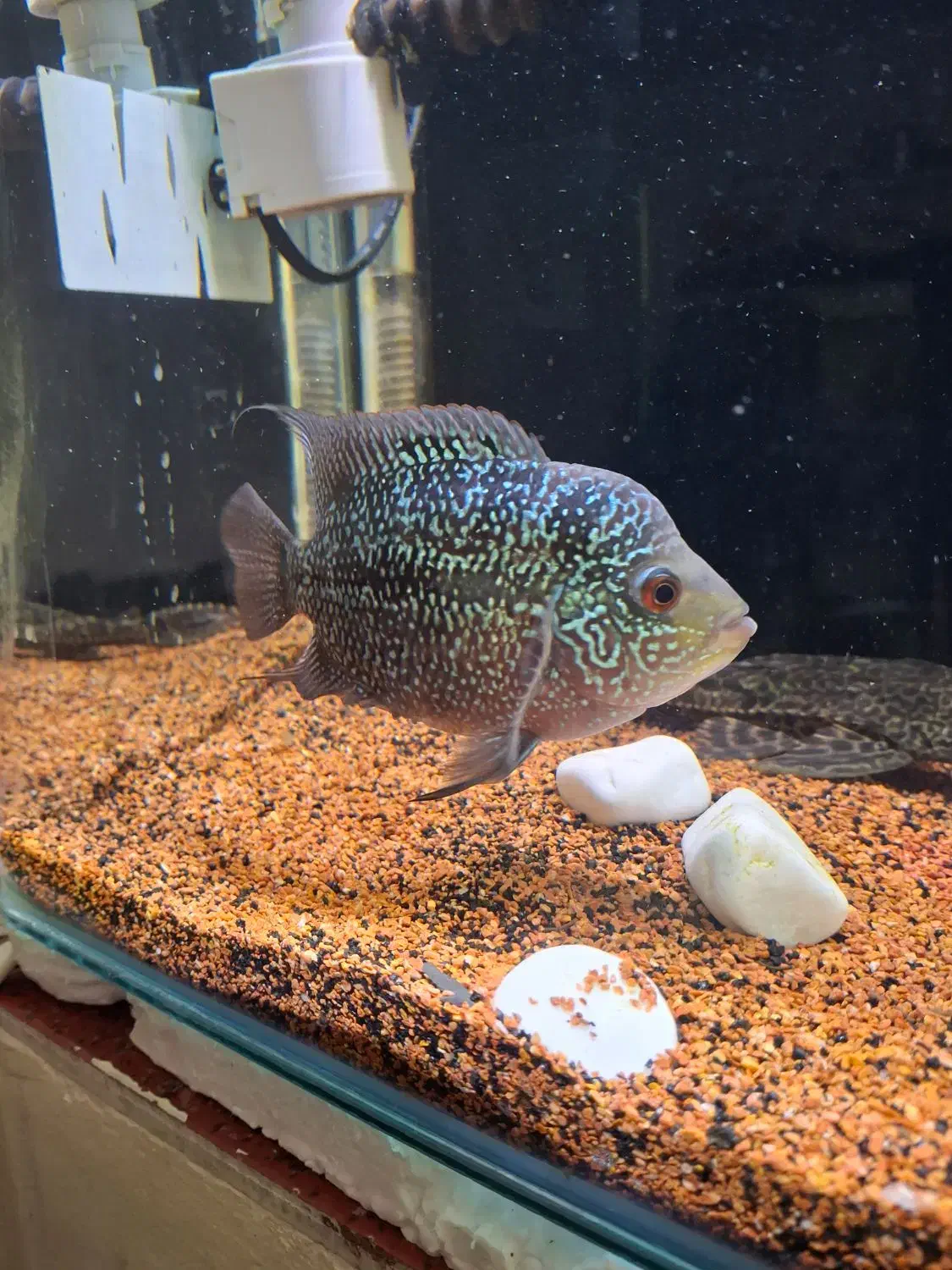 ماهی فلاور  پترن عالی سالم فروش فوری|ماهی|رشت, حمیدیان|دیوار