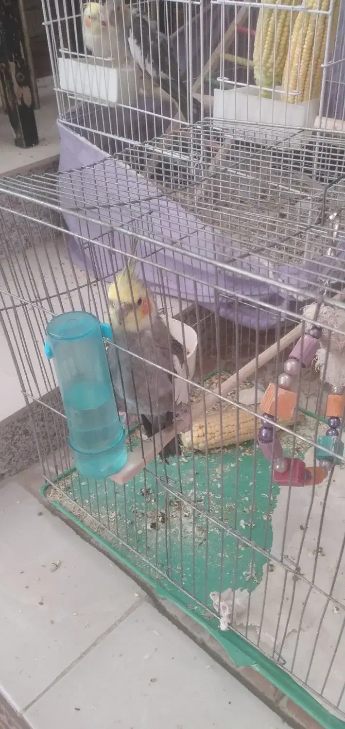 عروس هلندی|پرنده|گرمسار, |دیوار