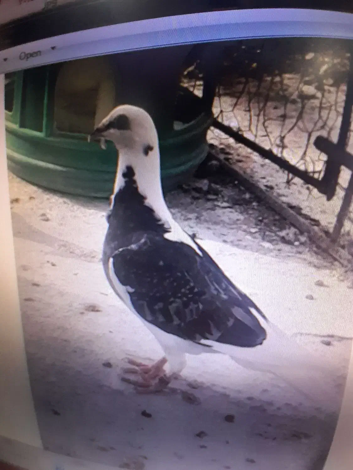 نر ماده|پرنده|گوهرکوه, |دیوار