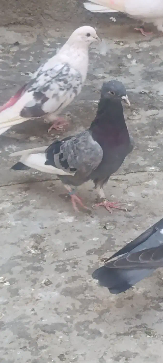 کفترگمشده|پرنده|باقرشهر, |دیوار