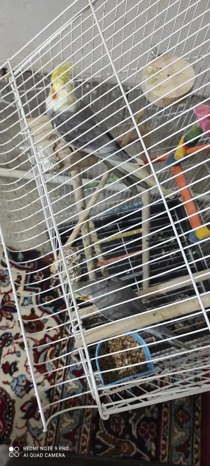 عروس هلندی سوپر سایز|پرنده|سنقر, |دیوار