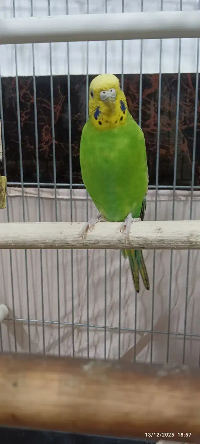 مرغ عشق ماده بالغ فوری|پرنده|آزادشهر, |دیوار