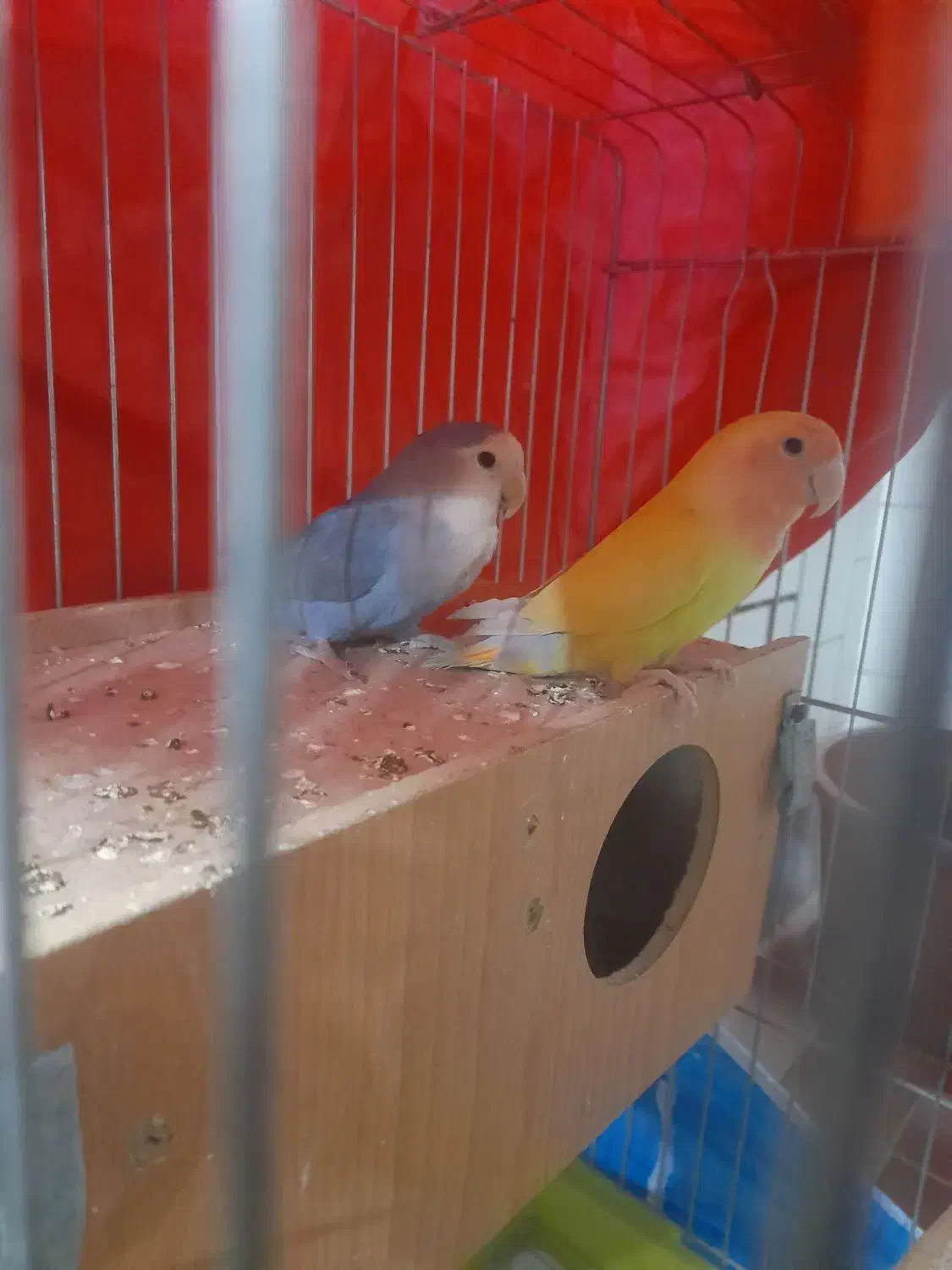 طوطی کوتوله|پرنده|تیران, |دیوار