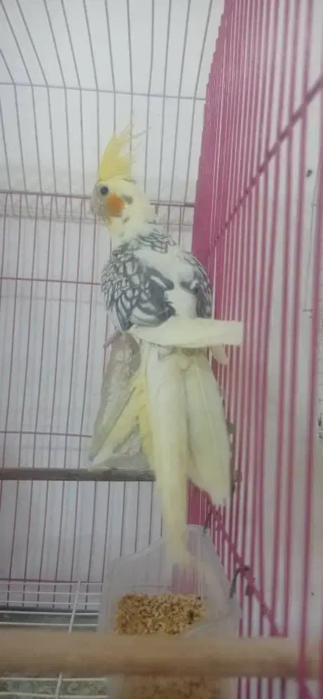 طوطی عروس هلندی رام نژاد لوتینو و لوتینو دو کت|پرنده|کلاردشت, |دیوار