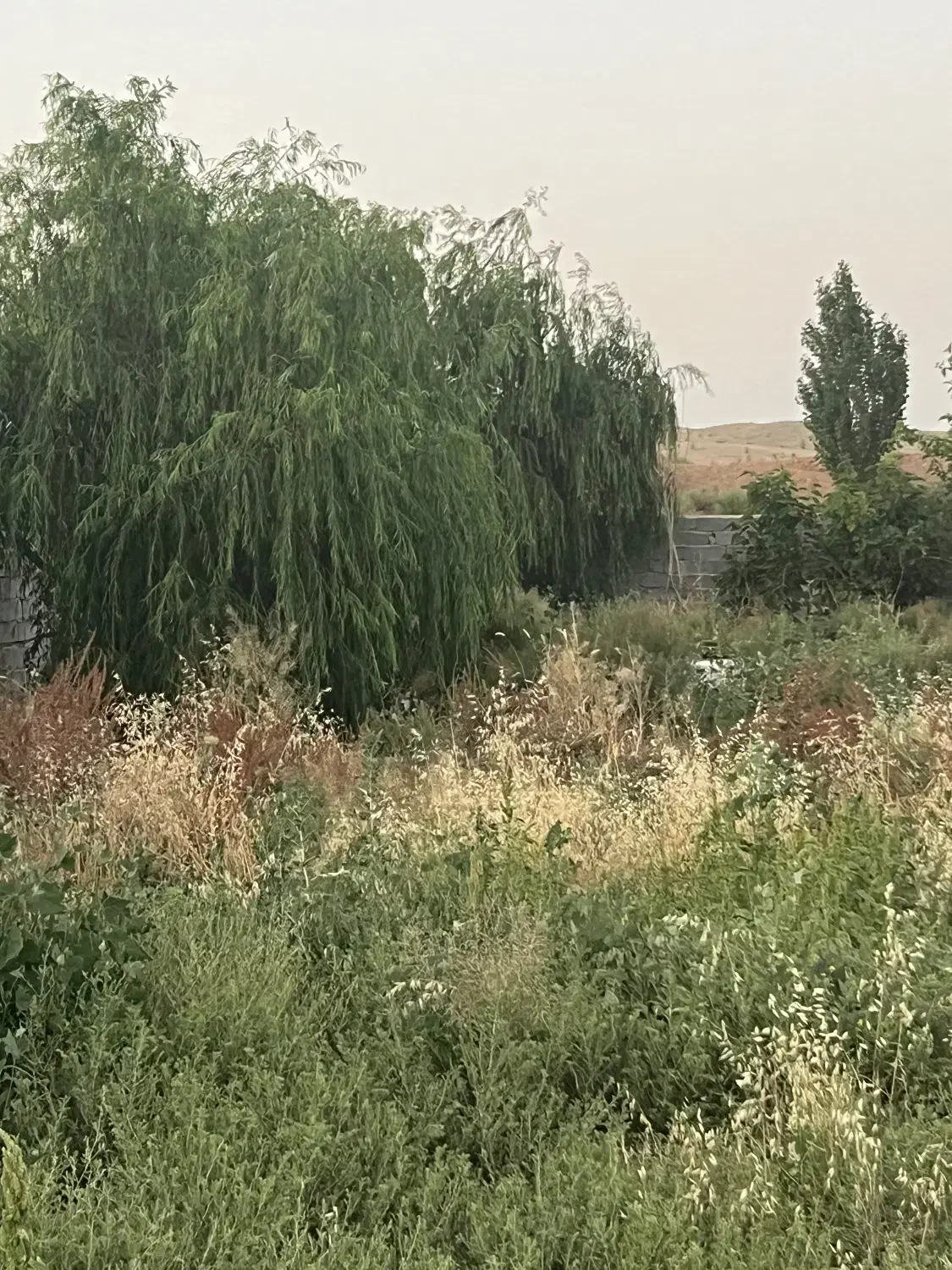 2000متر باغ محدوده حکیم آباد|فروش زمین و ملک کلنگی|فشاپویه, |دیوار