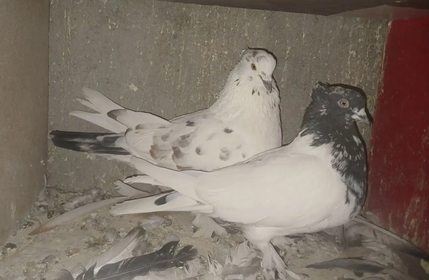 کبوتر کاشان|پرنده|اسکو, |دیوار